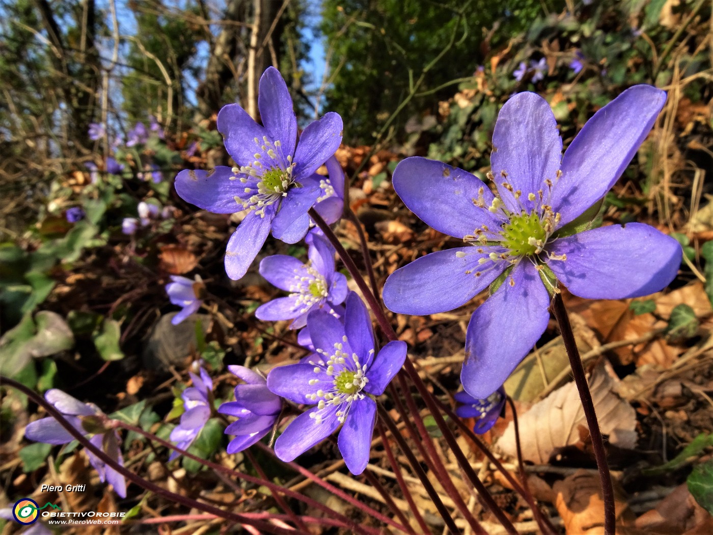 13 Festa di fiori sui sentieri al Monte Zucco - Hepatica nobilis (Erba trinita).JPG